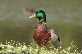 <p>KACHNA DIVOKÁ (Anas platyrhynchos) /Mallard - Stockente/</p>